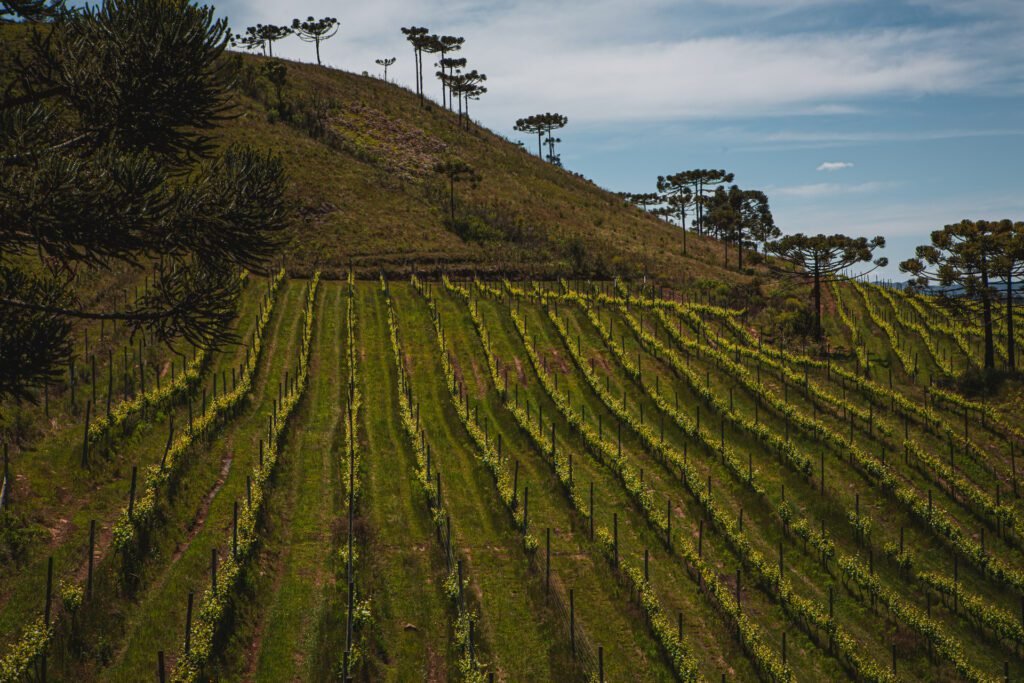 Vinícola Quinta da Neve