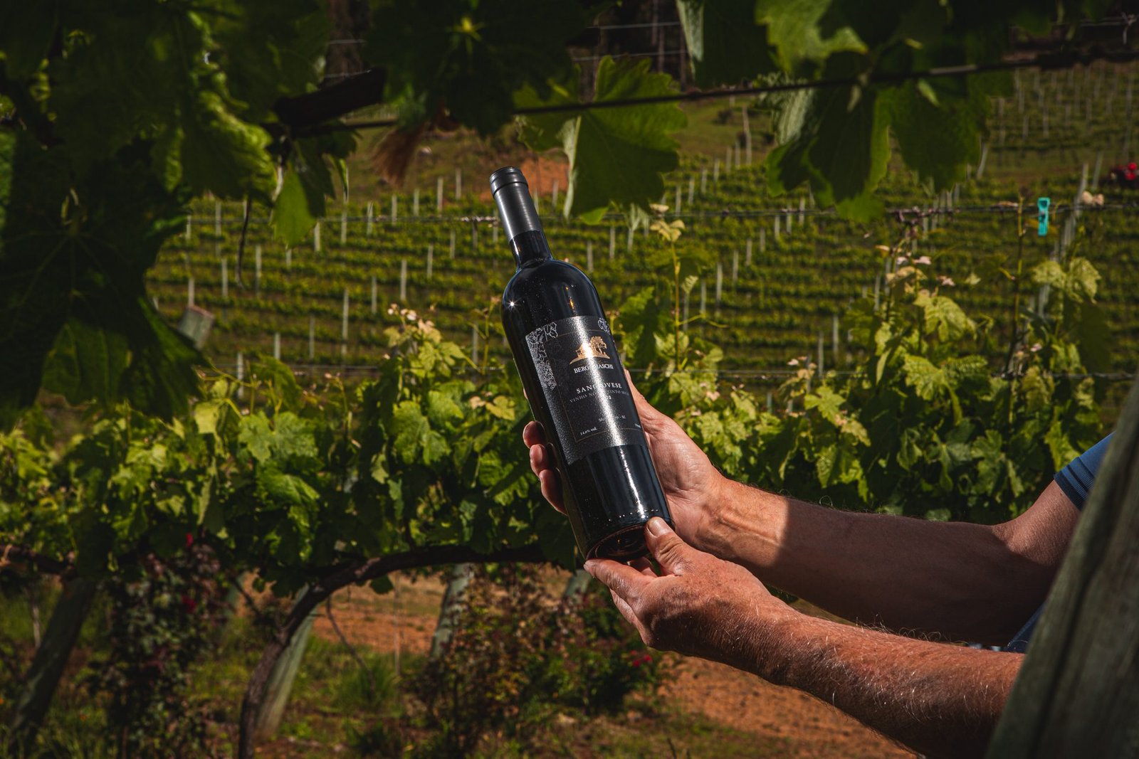 Tenuta Bergamaschi