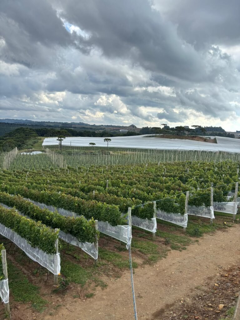 Piccola Fattoria