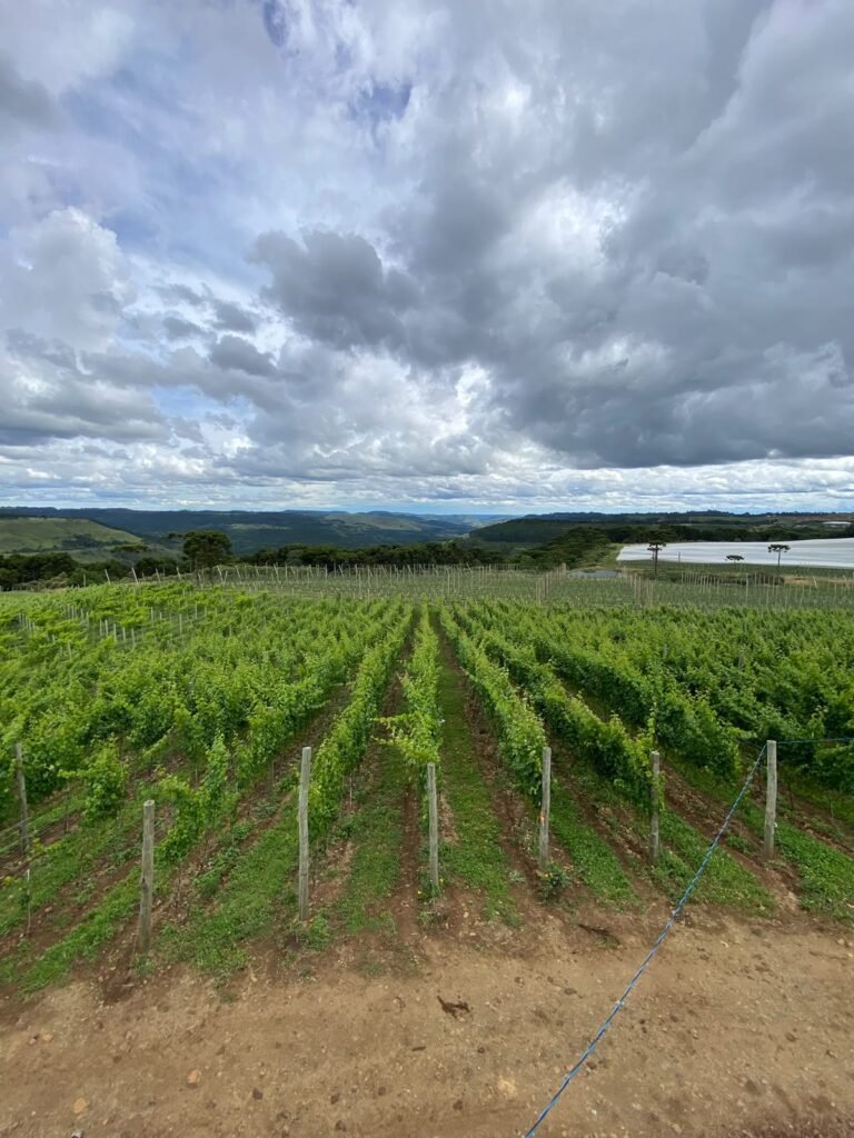 Piccola Fattoria
